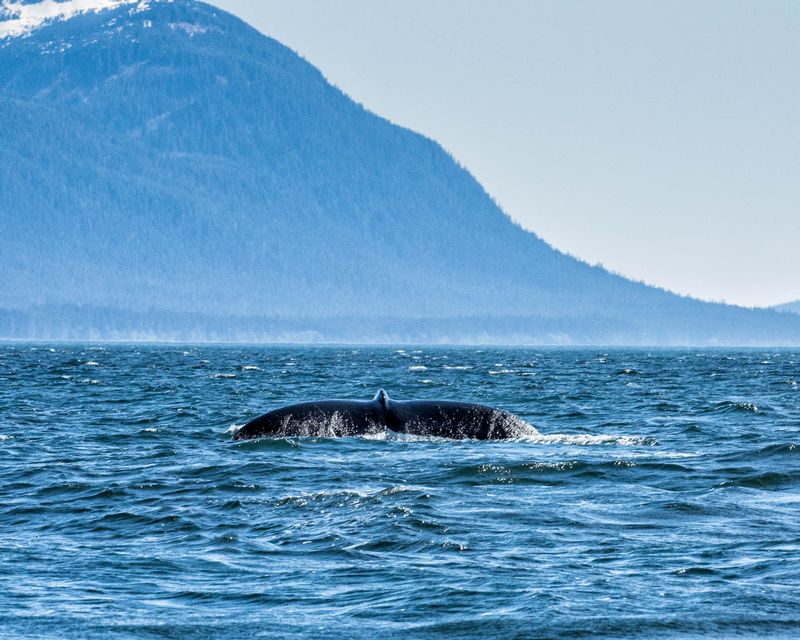 More visible Whale Fluke.jpg :: One of the few whale flukes seen on my excursion