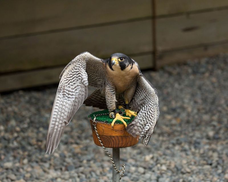 Peregrine Falcon.jpg :: Rehabilitating Peregrine Falcon at the Alaskan Rainforest Sanctuary