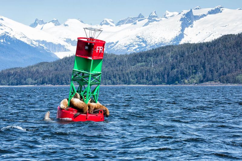 Sea Lions.jpg :: The colorful buoy filled with resting sea lions minus one
