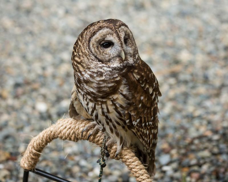 Spotted Owl.jpg :: An owl in rehabilitation at the Alaska Rainforest Sanctuary