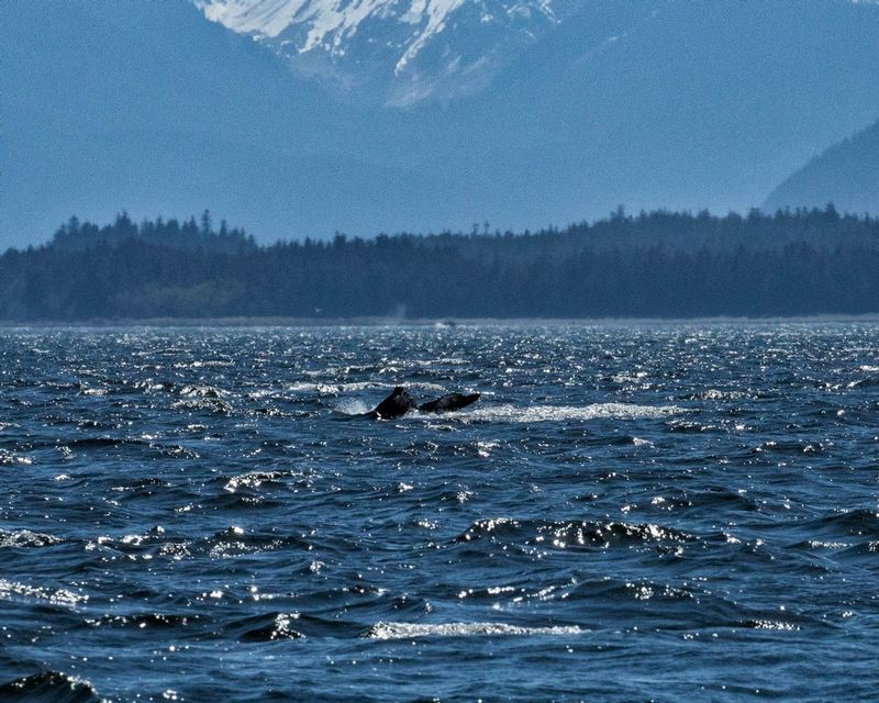 Tiny Fluke.jpg :: One of the rare visions of a whale's fluke before it goes below the surface