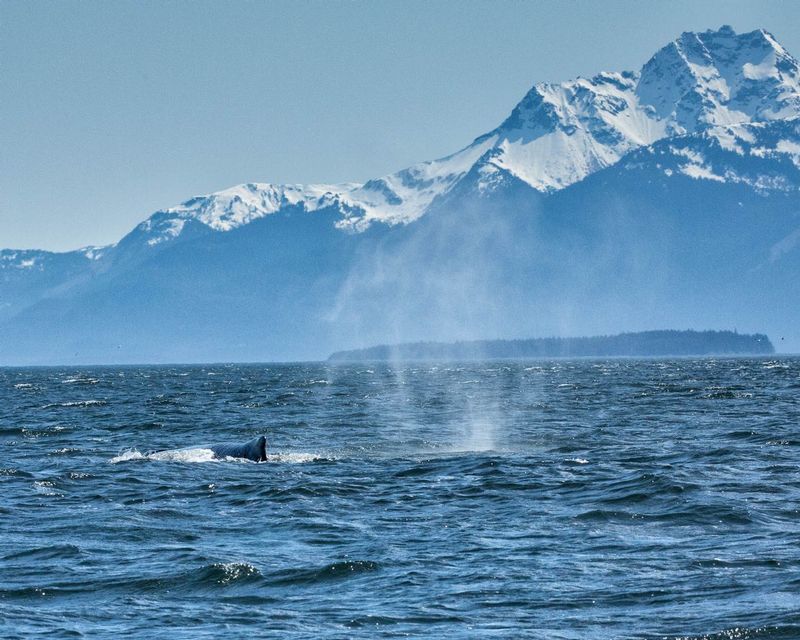Two whales.jpg :: A mother and her calf have fun frolicking in the waters