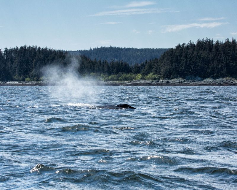 Whale Spout.jpg :: Whale spouting before diving down again