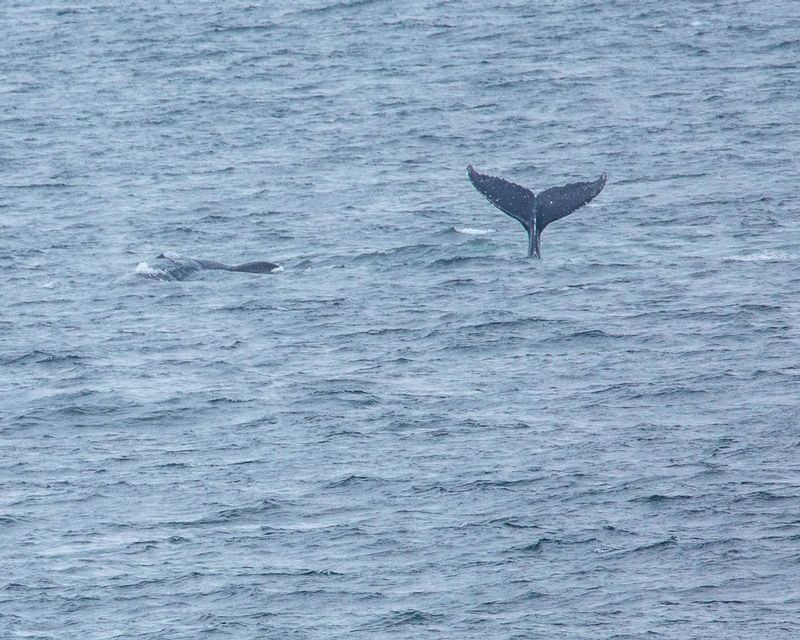 20160529Whales-39.jpg