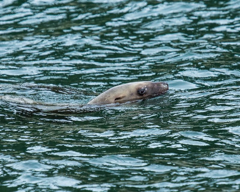 20160531Juneau-371.jpg