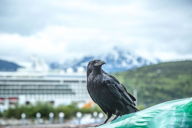 20160601Skagway-321.jpg