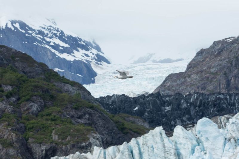 20160602GlacierBayNatlPark-20.jpg