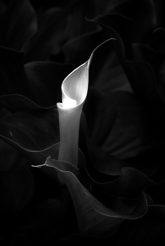 _DSC5018(1).jpg :: Lily