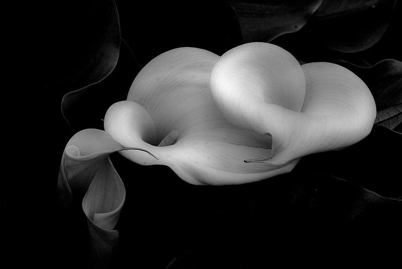 _DSC5041bw.jpg :: SONY DSC