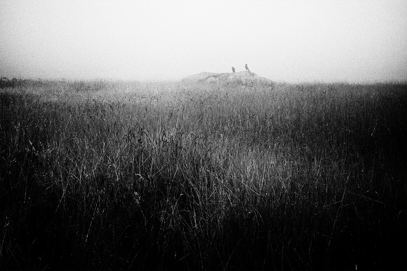 _DSC6474Nov2019bwcrop.jpg
