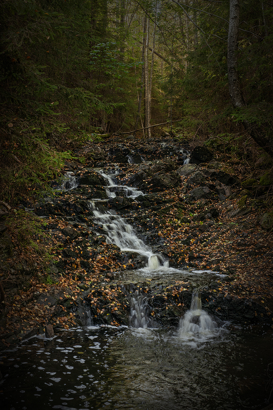 _DSC7920Sept2022 copy.jpg :: Swedish forest