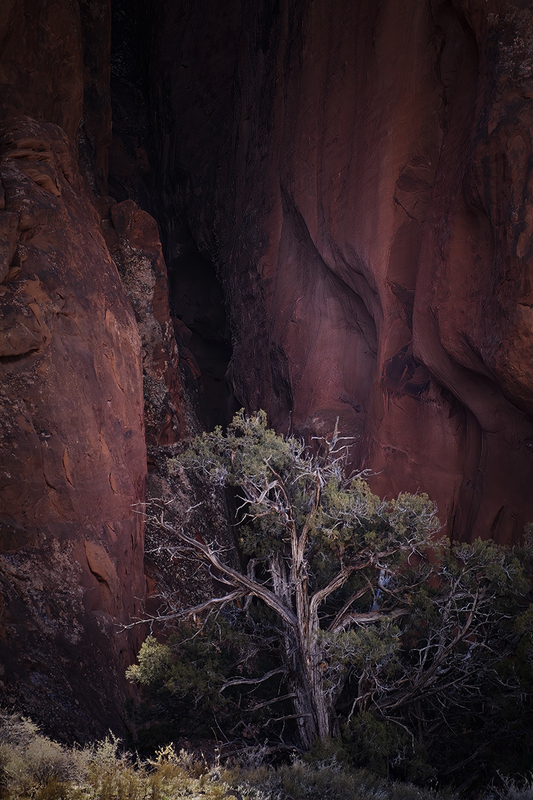 DSC06115Nov2022cropb.jpg :: Arches National Park red rock and tree