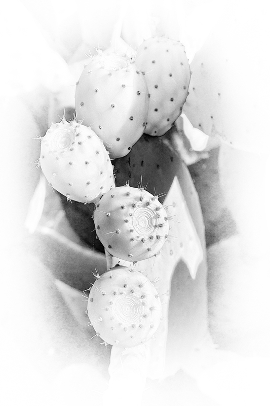 DSC09749bw316.jpg