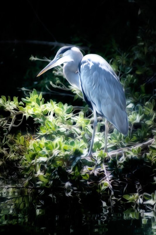 Heron.jpg
