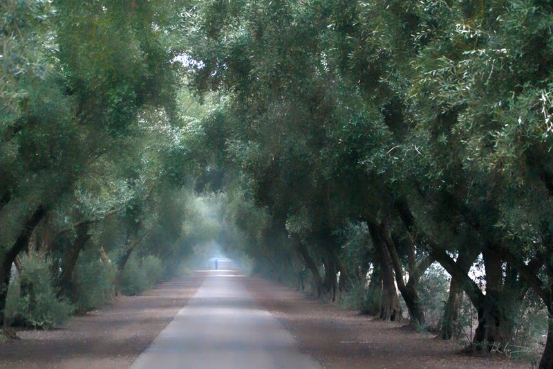 Olive Mist.jpg :: Late winter fog plays amongst a lane of olive trees as patches of sunlight break through to the lone stroller below.