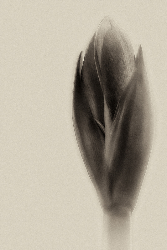 amaryllis.jpg