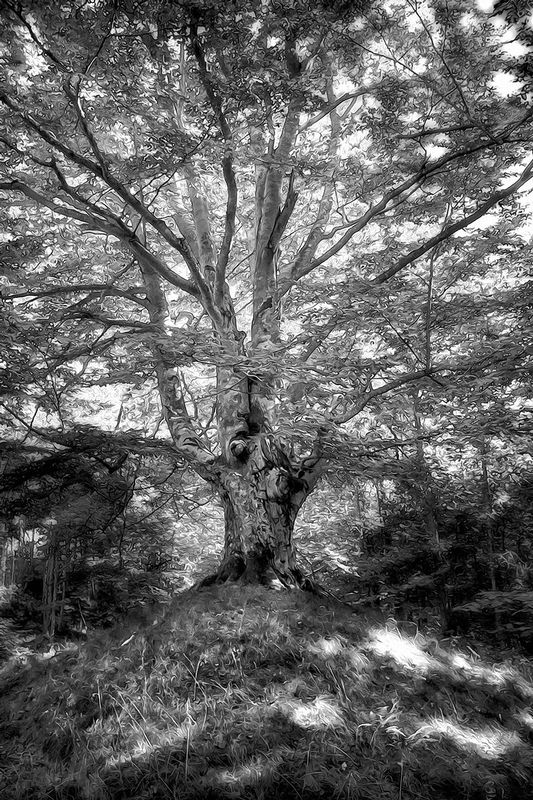 TreeofLife.jpg :: I was shown this old tree while trekking through the Swedish woods with my wife and two dear life long friends.  This tree is HUGE and had a \