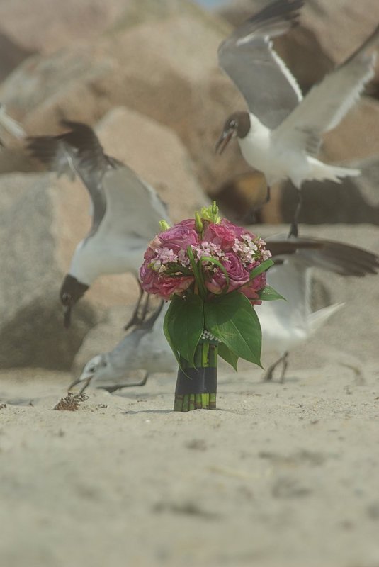 Blush at Fort Fisher.jpg
