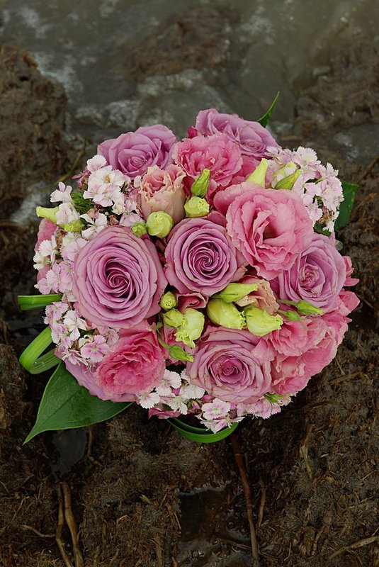 Blush at waters edge.jpg