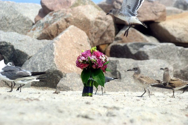 Blush in the sand with seagulls.jpg