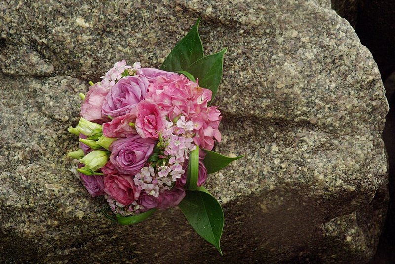 Blush on the rocks at Fort Fisher.jpg