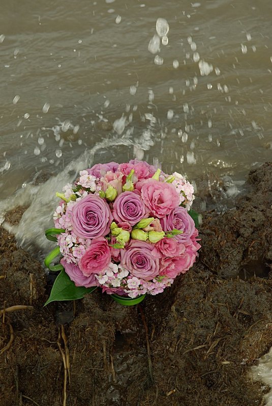 Blush on the shore.jpg