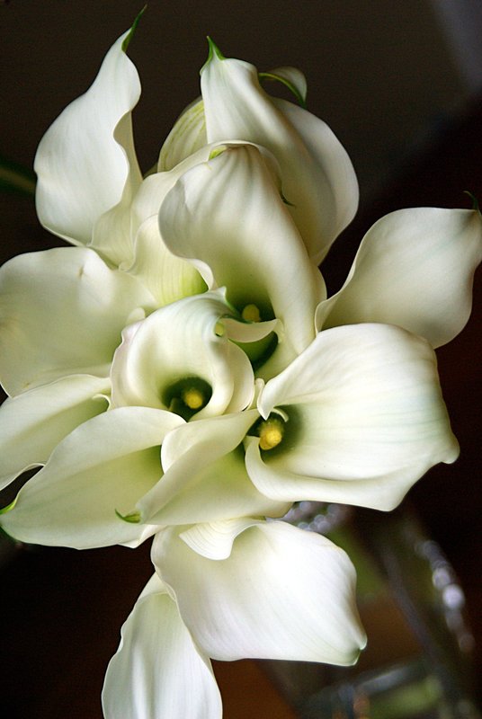 Calla lillies top view.jpg