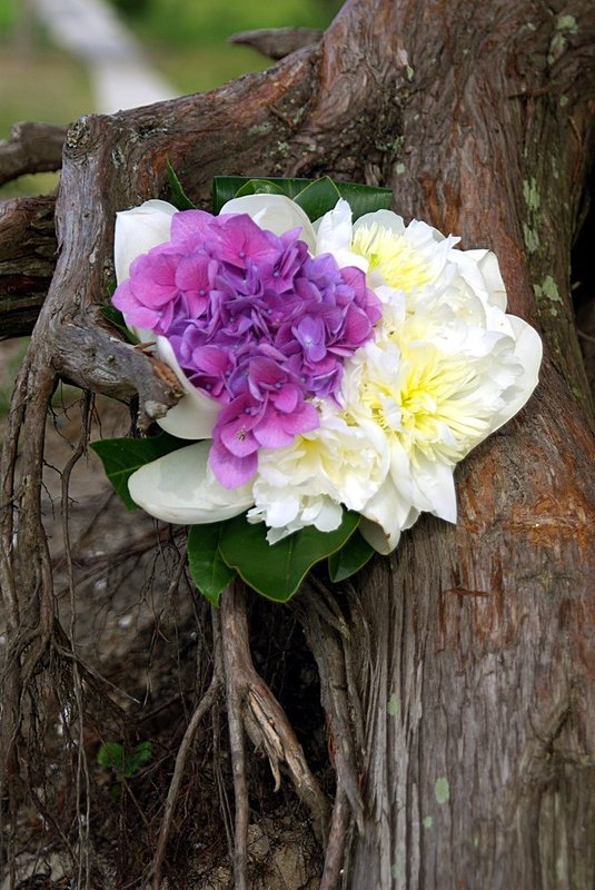 Maggie with  hydrangea in a trunk.jpg