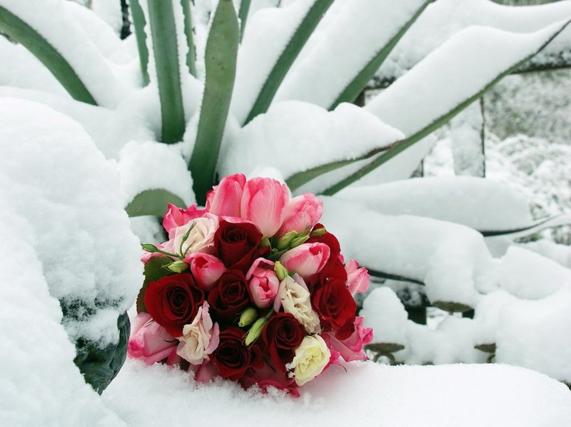 Passin in snowy agave II.jpg