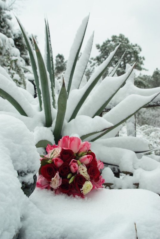 Passion in snowy agave III.jpg