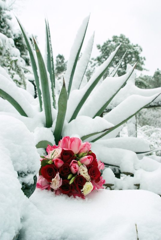 Passion in snowy agave.jpg
