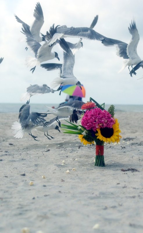 Sunny - all the gulls love him.jpg