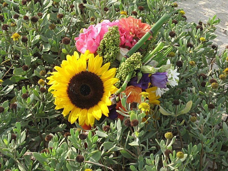 Sunny in wild gaillardia.jpg