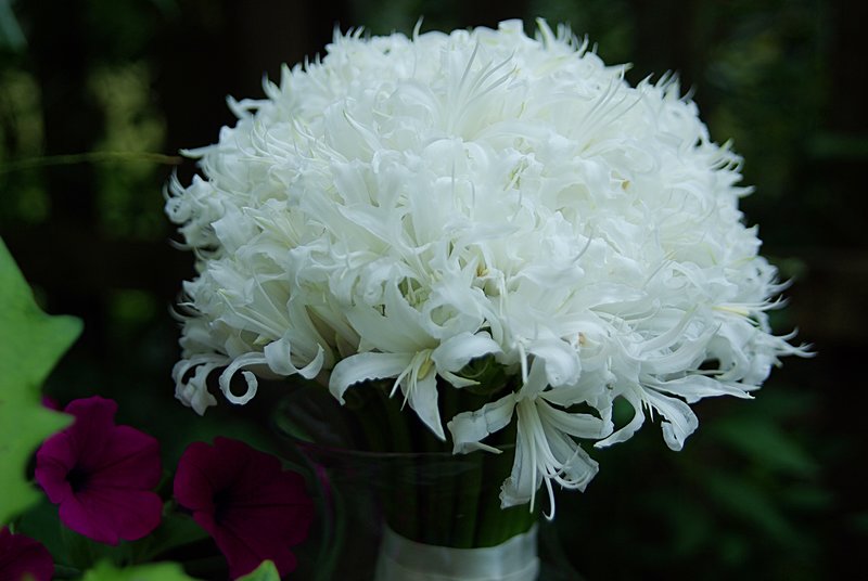 White nerine bridal bouquet for a Spring wedding.jpg
