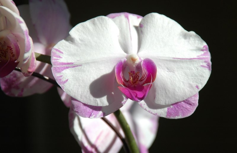 orchid4.jpg