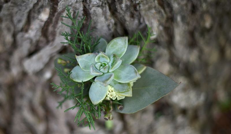 Grooms boutonniere 2.jpg