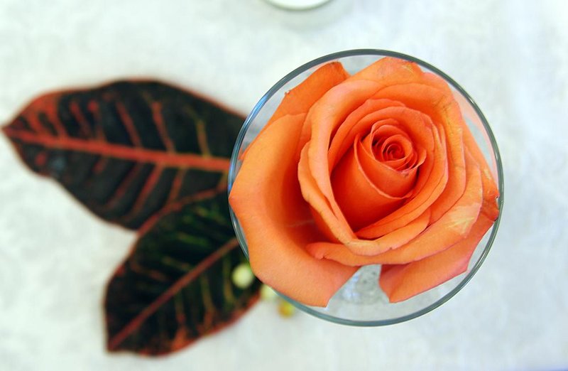 Rose in cylinder vase with croton leaves at base.jpg