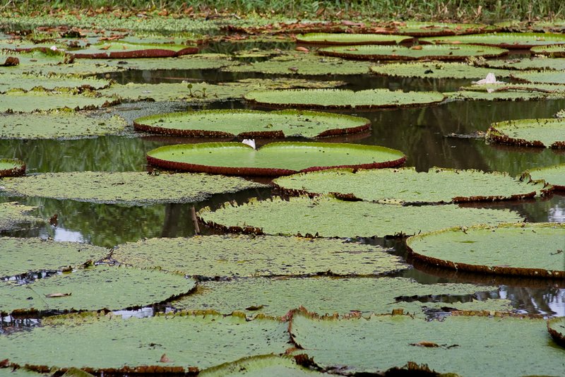 Amazon Lilypads (3008).jpg