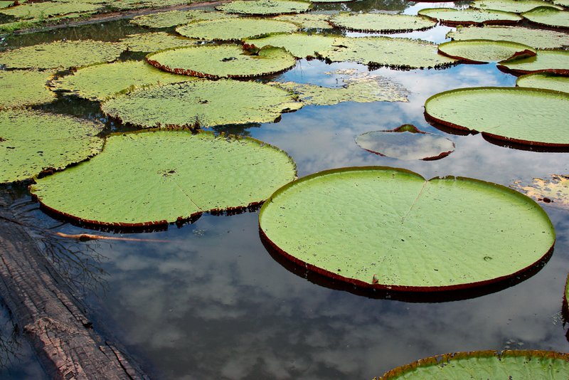 Amazon Lilypads (3015).jpg
