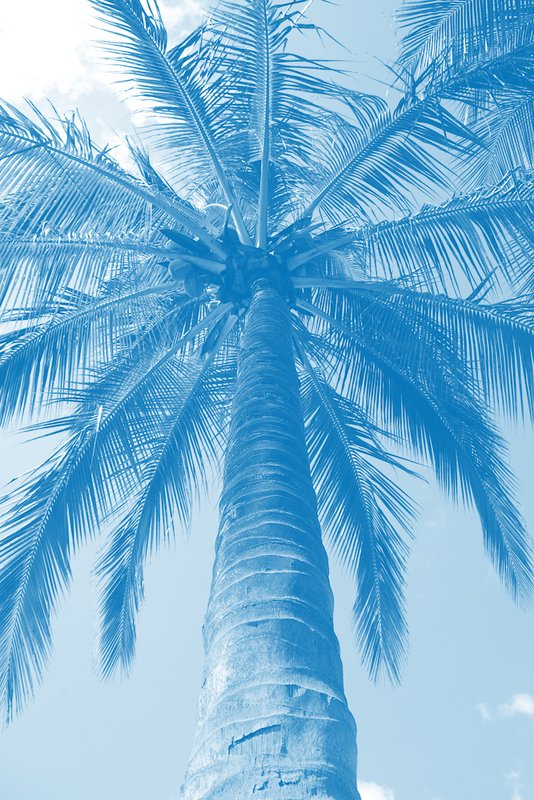 Blue Reverse.jpg