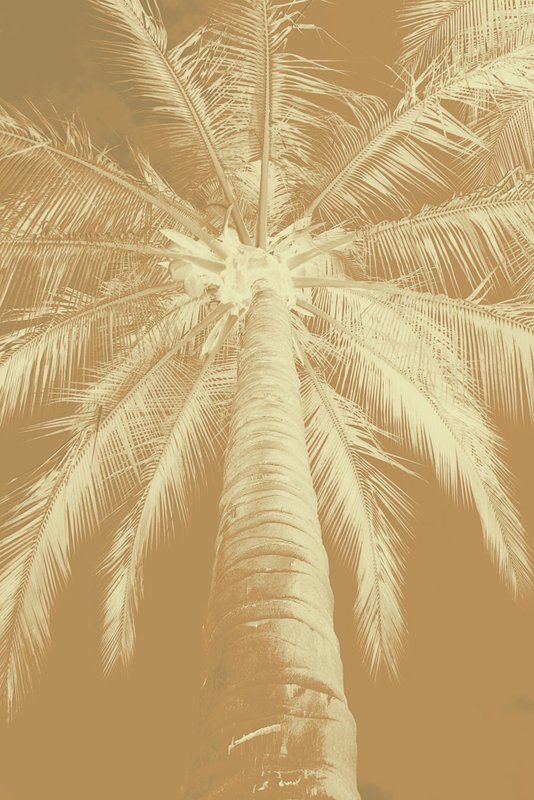 Brown Tan Beige Reverse.jpg