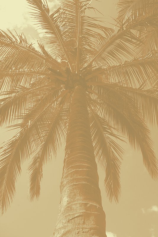 Brown Tan Beige.jpg
