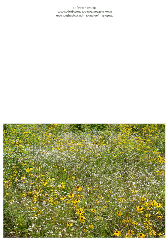 Daisies.jpg