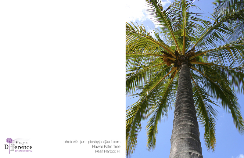 Hawaii Palm Tree(1).jpg