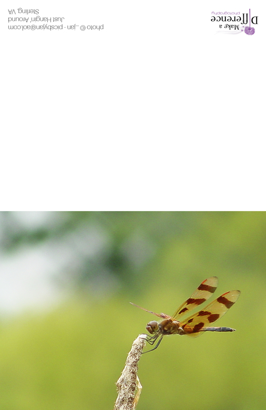 Just Hanging Around.jpg