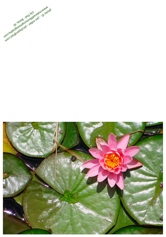 Lily Pad Natural(1).jpg