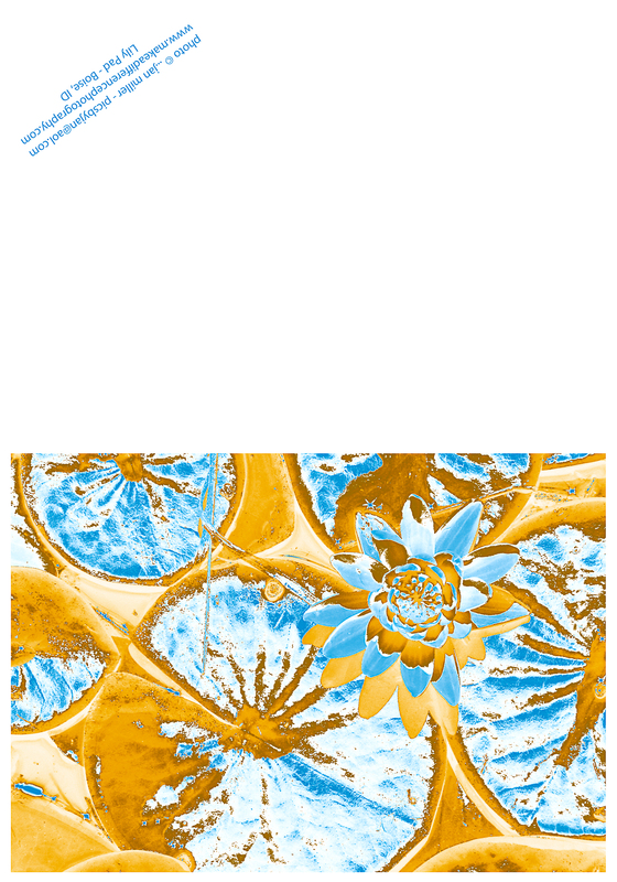 Lily Pad Rogers Blue Reverse(1).jpg