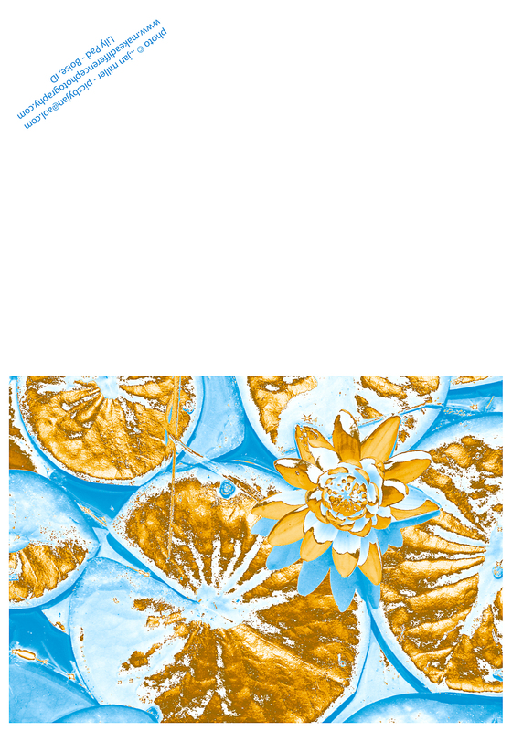 Lily Pad Rogers Blue.jpg