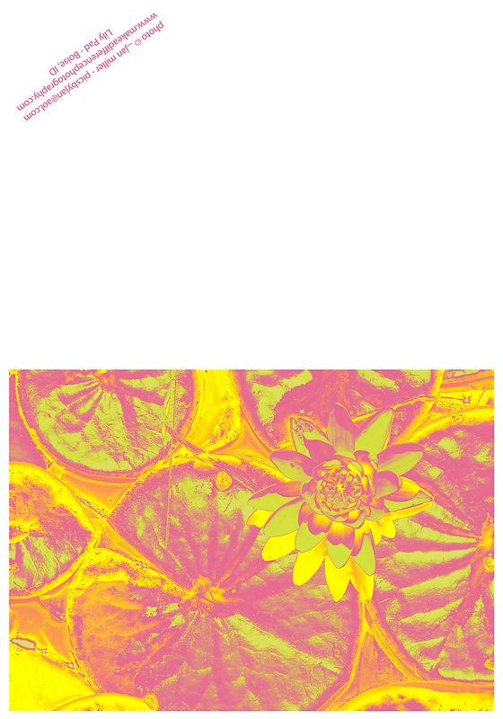 Lily Pad Rogers Reverse.jpg