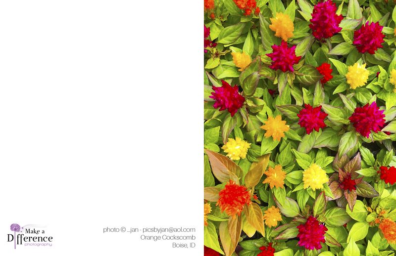 Orange Cockscomb(1).jpg